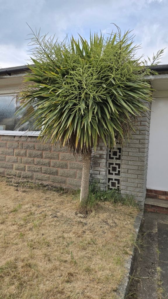 Cordyline australis – Cabbage Palm Tree