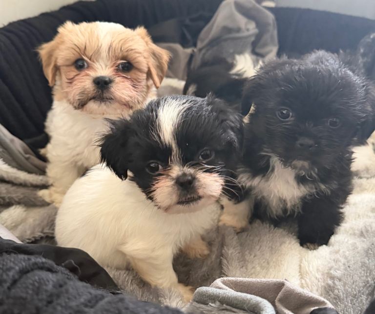 Shihtzu x puppies 