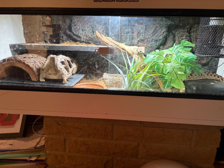 Adult female western hognose and complete set up