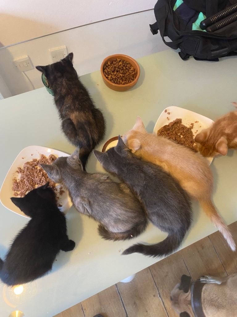 Kittens for sale