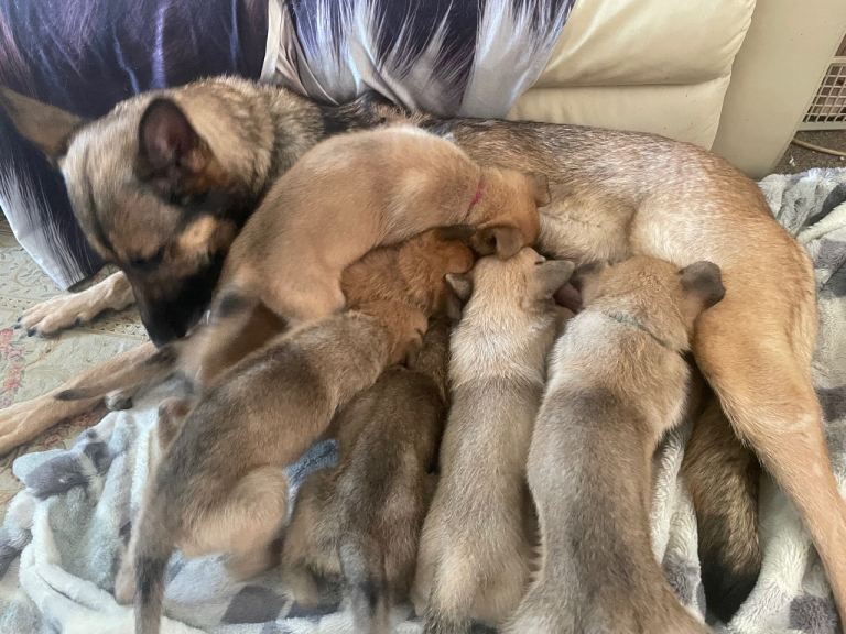 5 week old puppy’s 