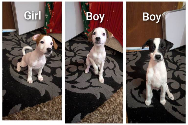 F1 jackcain 2 boys 1 girl left 