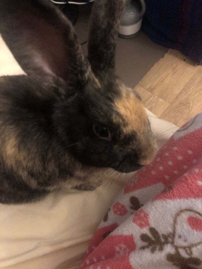 Six month old female rabbit 