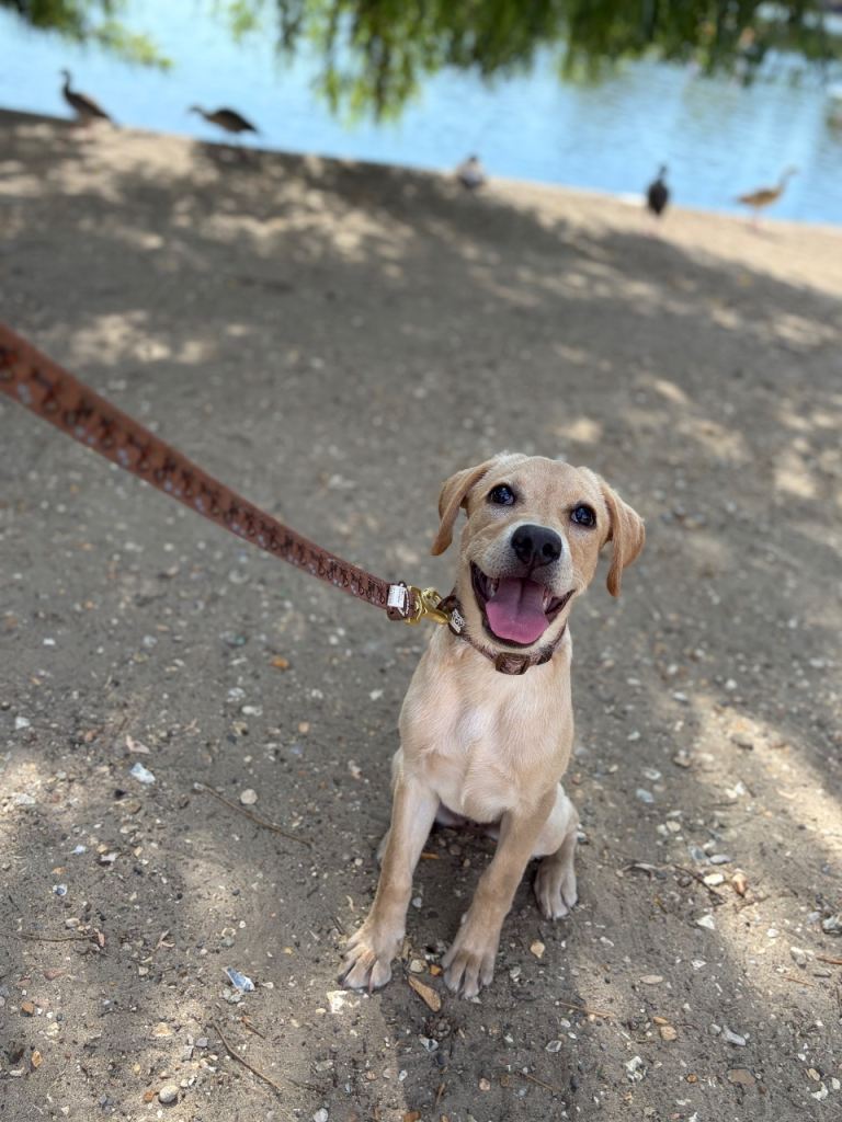 6 month old Labrador needs a new home
