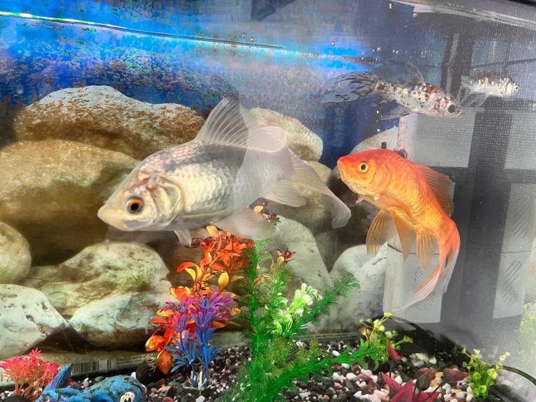 Large fish tank with accessories and fish 