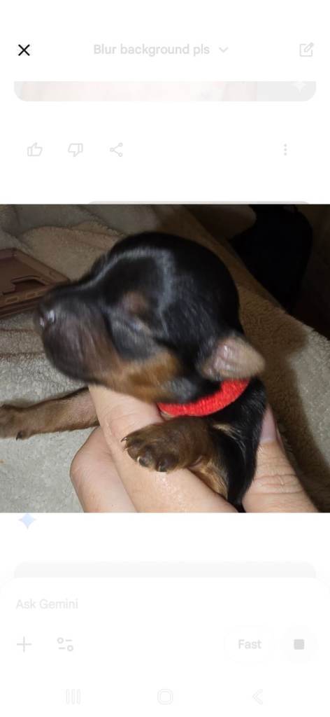 Yorkshire terrier pups 