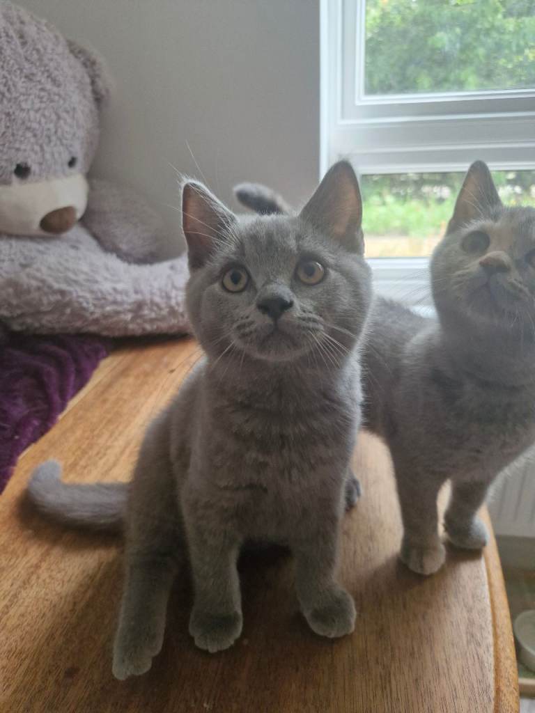 GCCF Registered British Shorthair Kittens