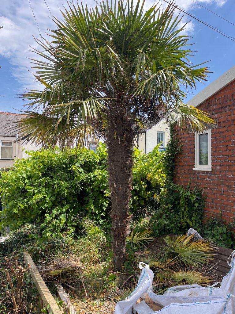 Palm tree to go