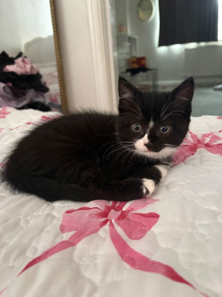 Beautiful black and black & white kittens boys & girls 