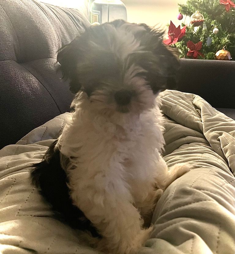 15 week adorable Shorkie