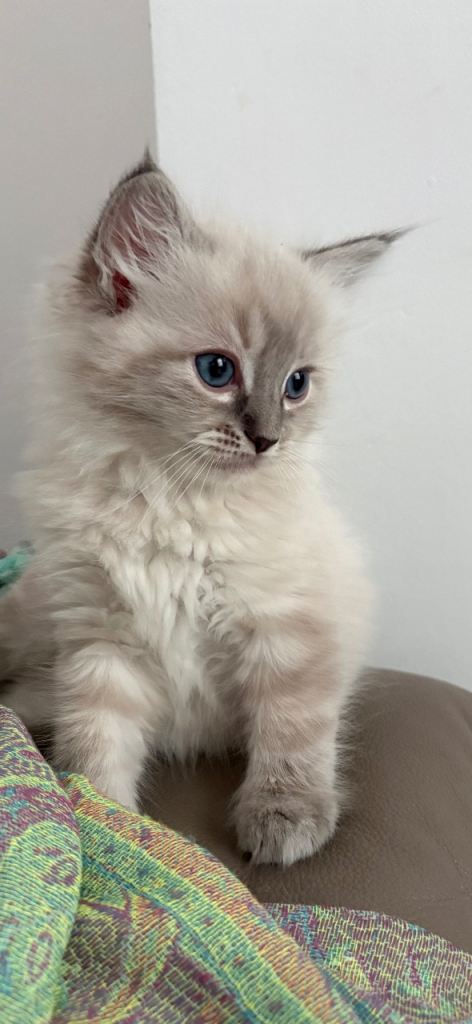 Pure Ragdoll Kittens 
