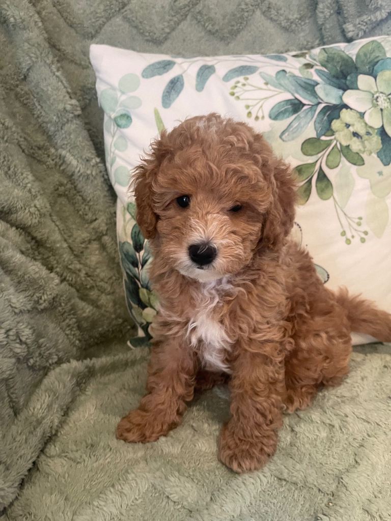 Puppies for sale toy poodle