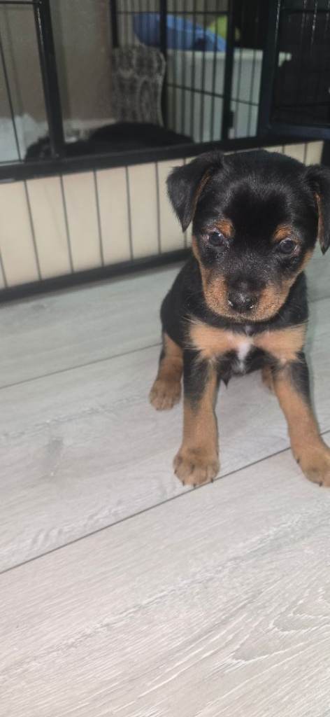 Yorkshire terier x jack rusell 