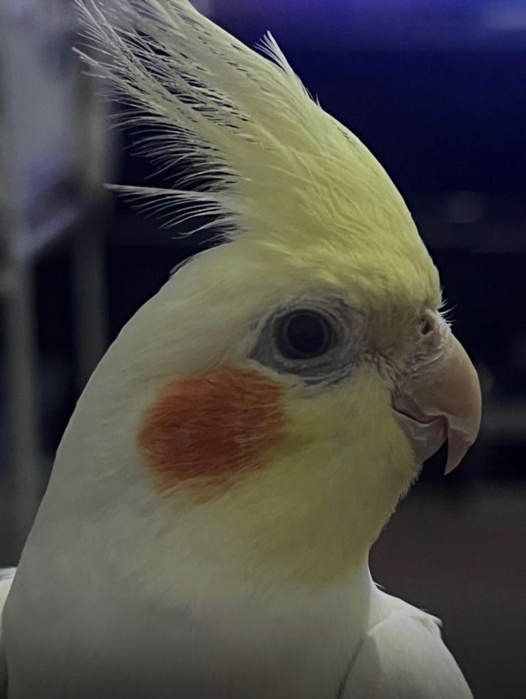 Cockatiel for sale