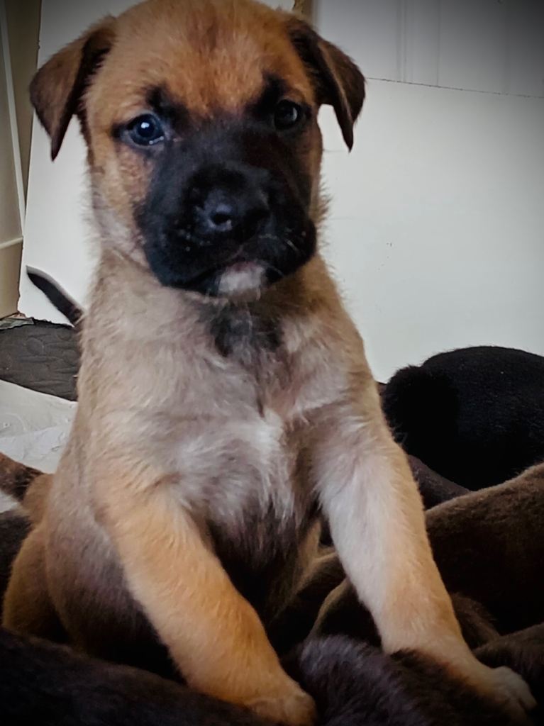 Cane Corso × Belgian Malinois 9 weeks old, ready to leave now, only 3 left  