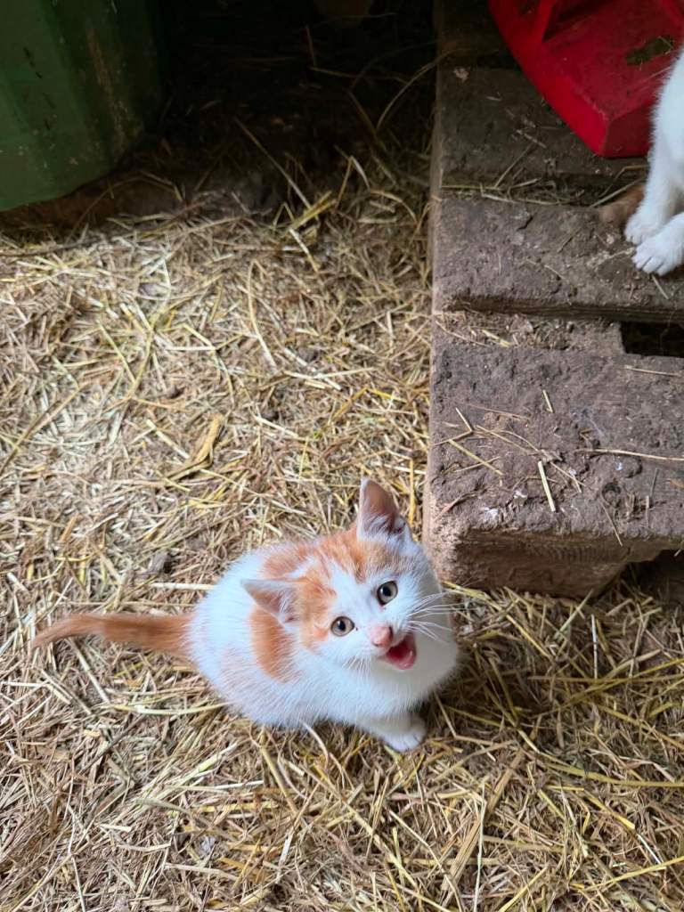 Kittens for sale 