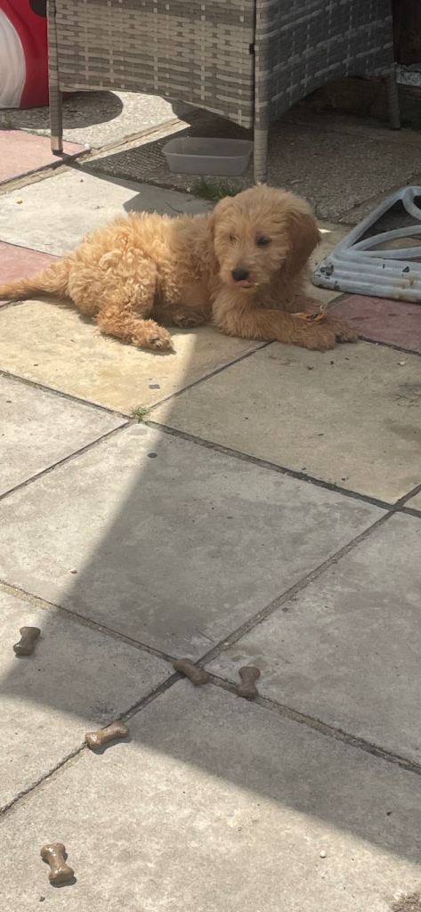 2 beautiful mini golden doodles ready now 
