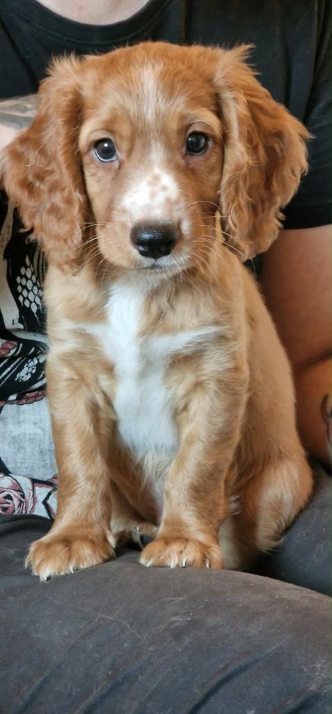 Cockerpoo/ Cocker spaniel male puppy