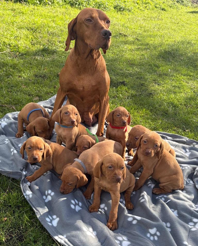 Beautiful KC Reg Hungarian Vizsla Puppies