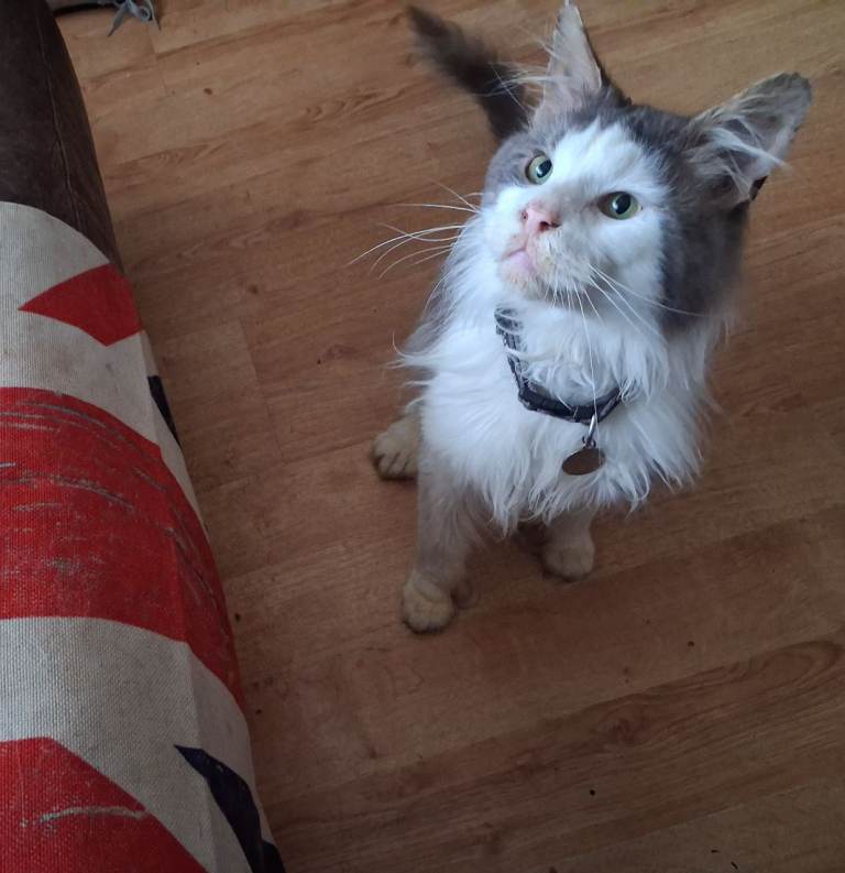 Grey and brown maine coon cross kittens