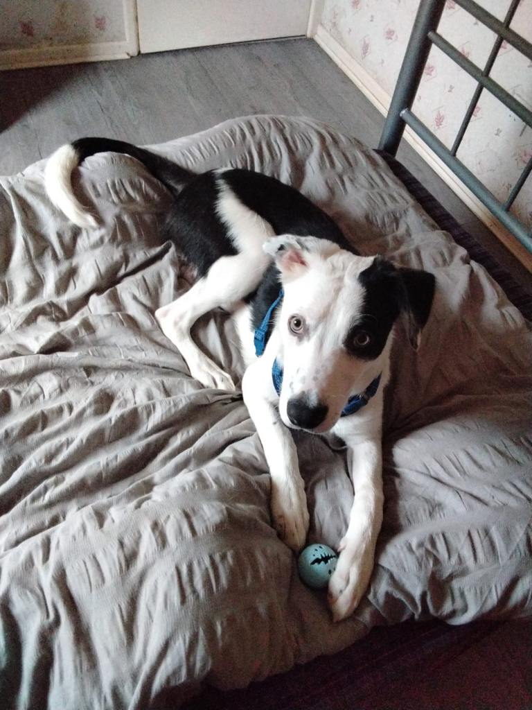Collie Mix 