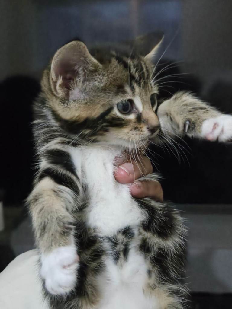 Kitten for sale