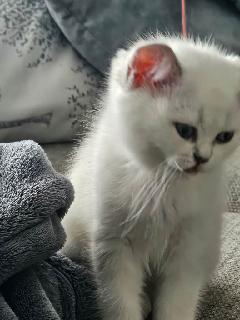 Last british shorthair girl