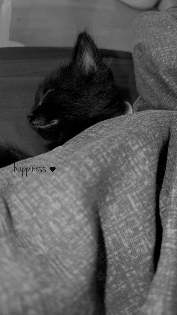 Fluffy Kittens for sale 