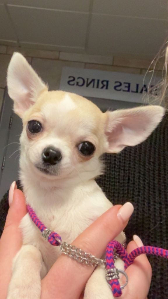 Chihuahua smooth girl 