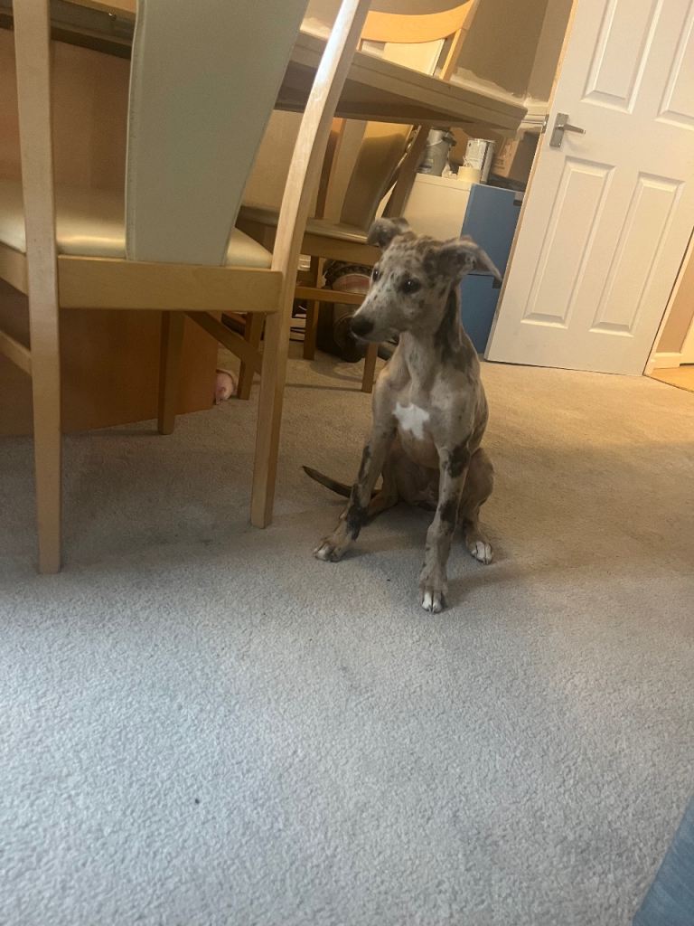 Puppy