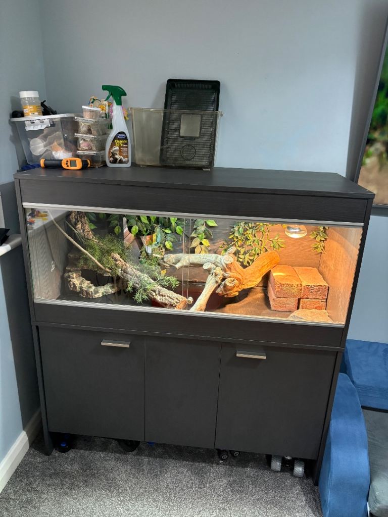 4 month old bearded dragon and set up