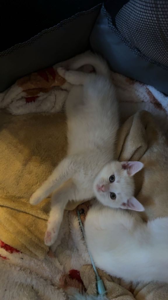 Mixed gender of Turkish Angora kittens
