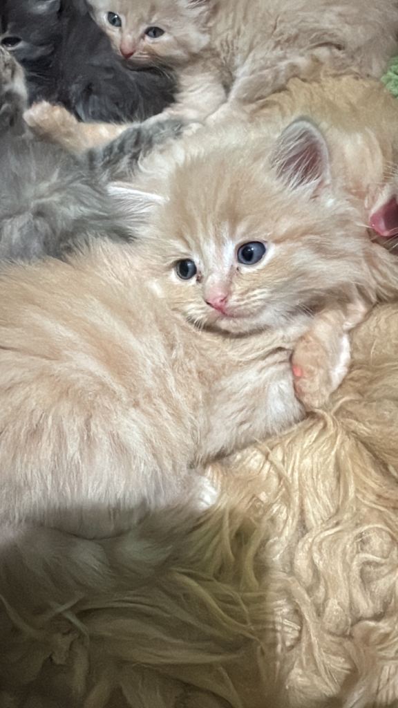 Adorable Fluffy Grey Kitten – Ready for a New Home!