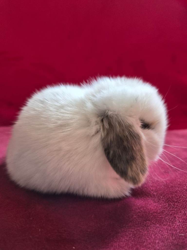Baby boy Charlie Tri mini lops X Girl now sold X