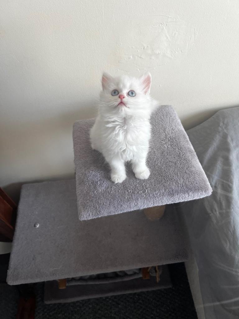 3 Beautiful British Kittens