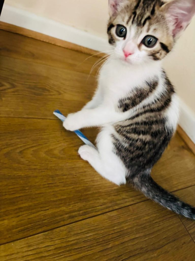 9 week male kitten with ALL equipment provided