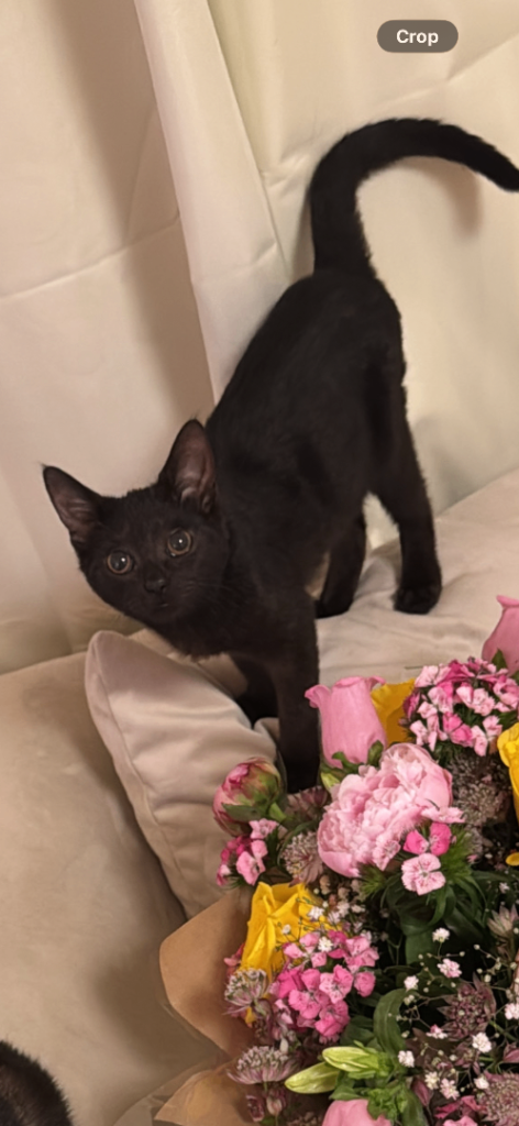 Female kitty ready to be rehomed 