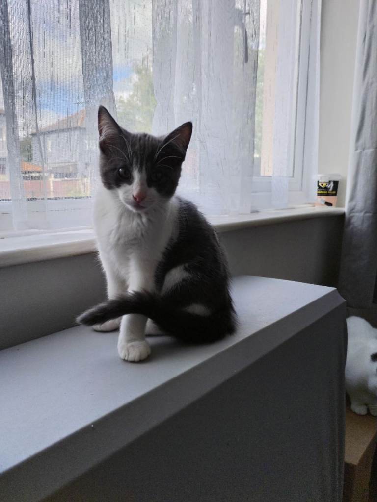 Male cat
