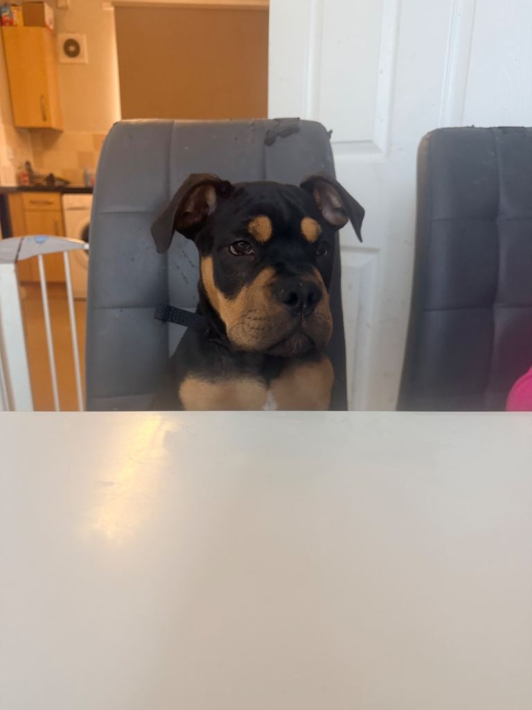 Diesel, 5 month old 