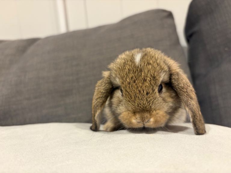 Beautiful fluff Baby bunny’s 