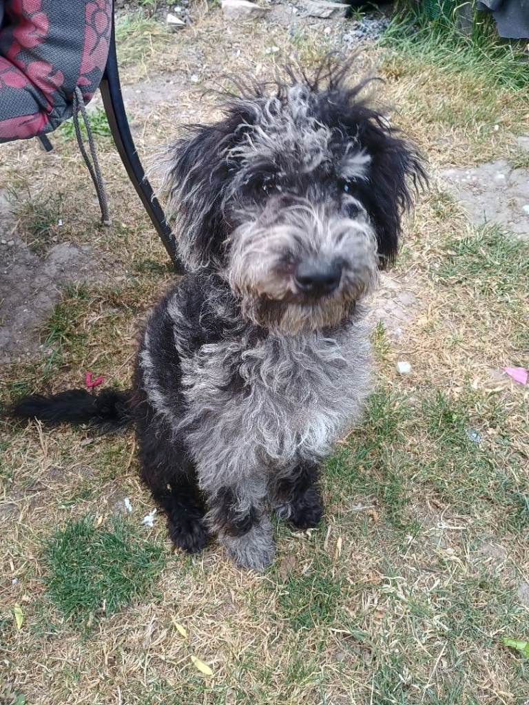 11 month old jackapoo male happy black and white 