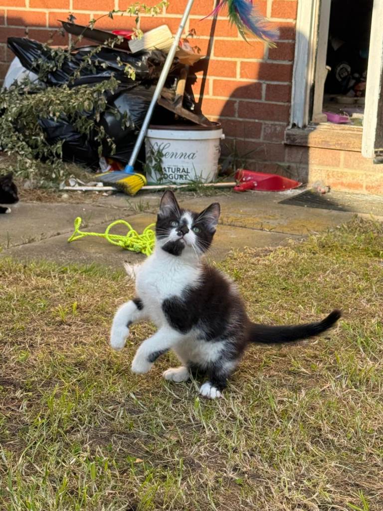 Maine Coon x British Shorthair Kittens