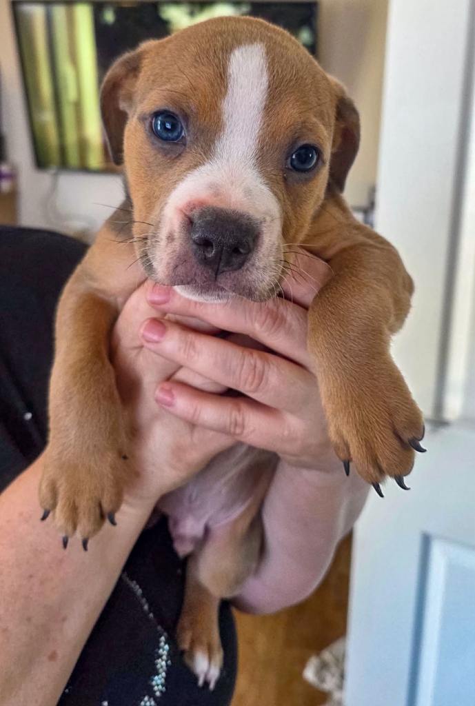 England bulldog x Staffordshire bull terrier