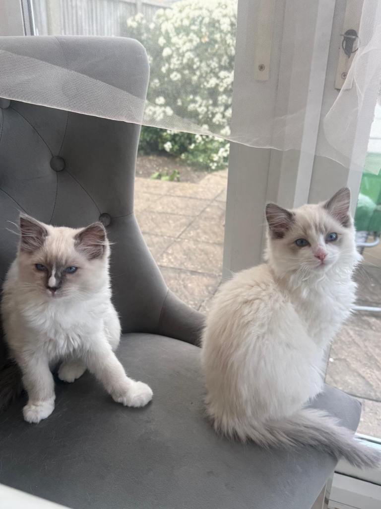 Ragdoll Kittens- Ready to leave!