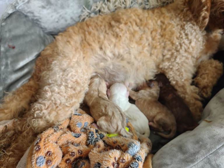 Male & Female Cockapoo Puppies