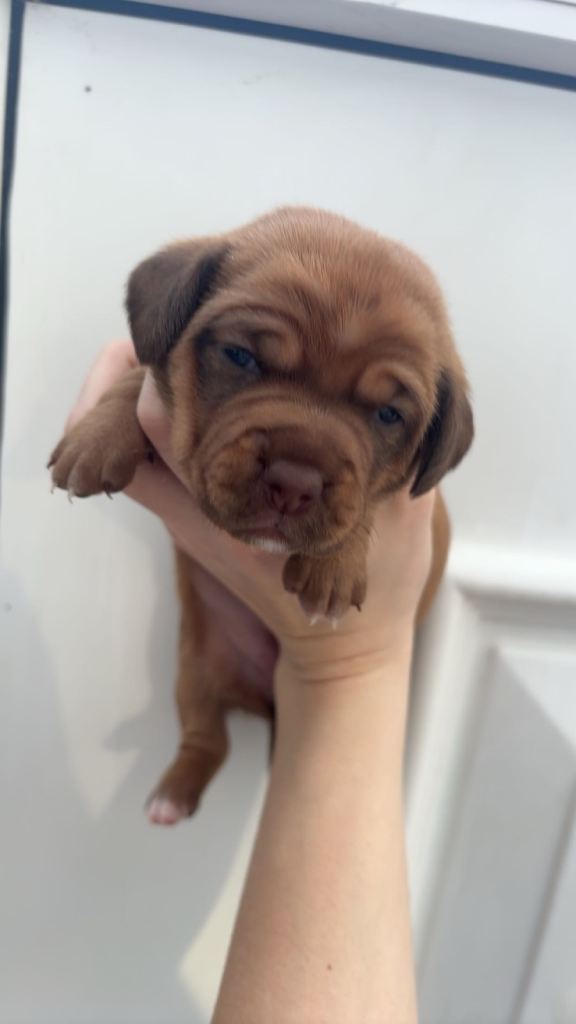 3 week old sausage/spaniel puppies 