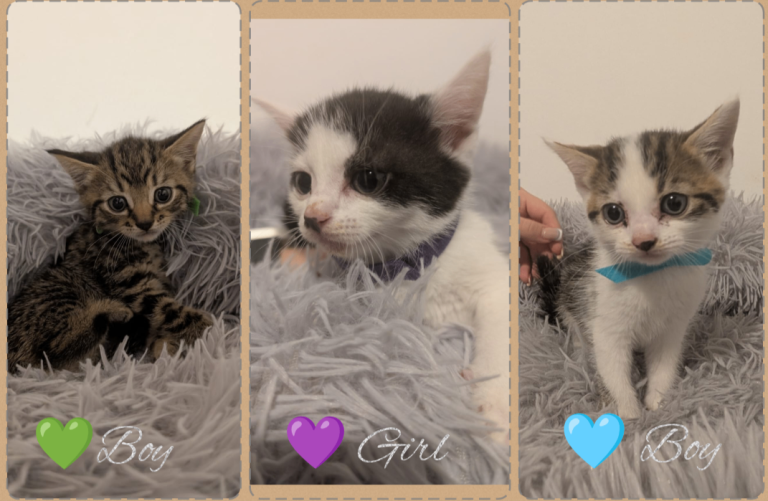 Beautiful Kittens Available Tomorrow!
