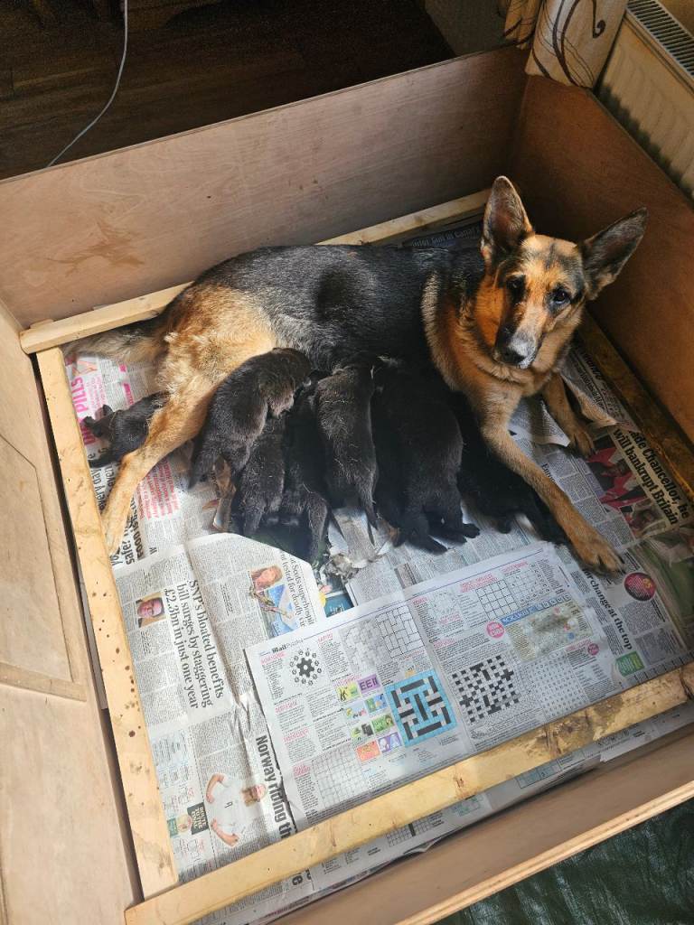 Shepador puppies 