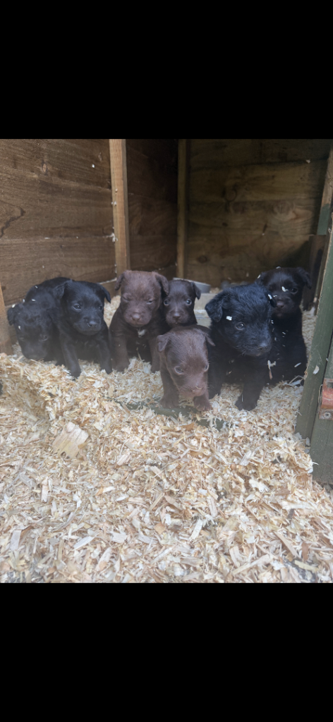 Beautiful patterdale puppies  