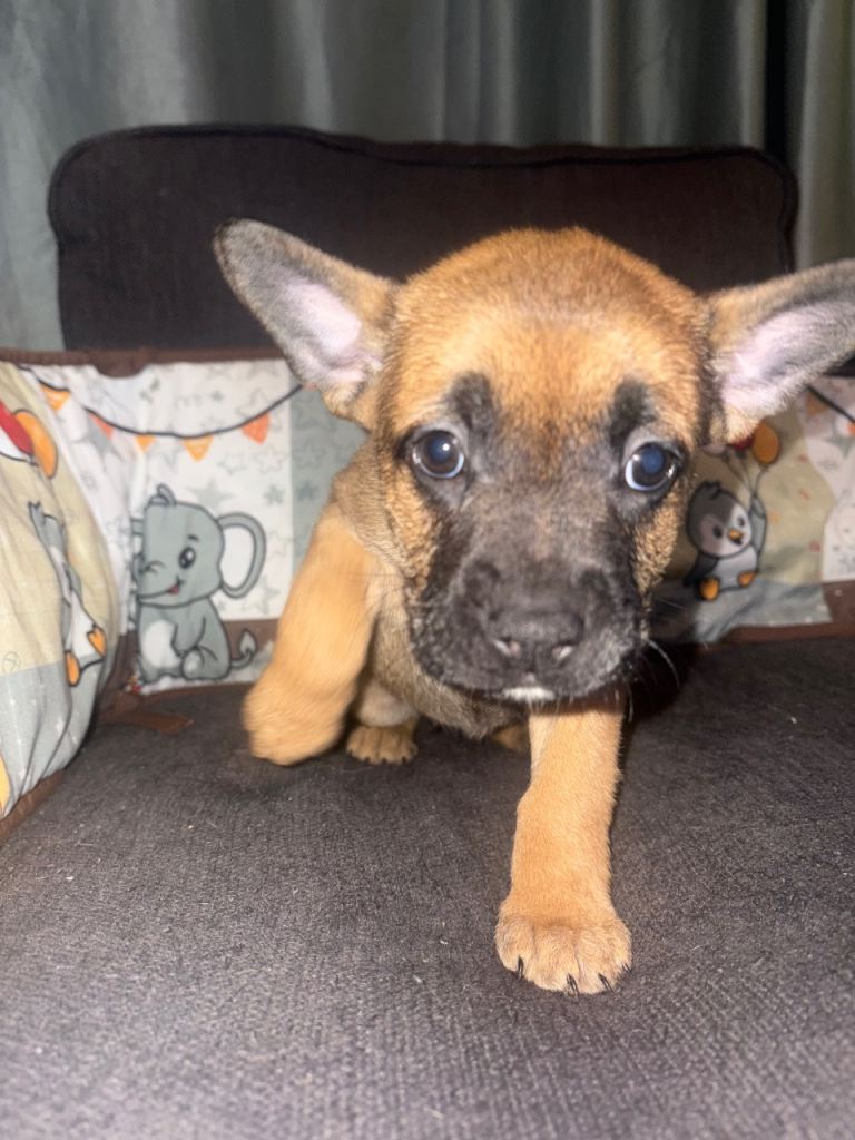 French Bulldog x German Shepherd puppies 